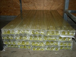 DSCI0943